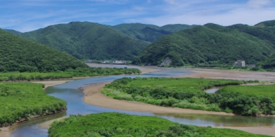 マングローブの森（イメージ）