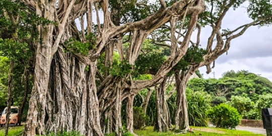 於斉（おさい）のガジュマル（イメージ）