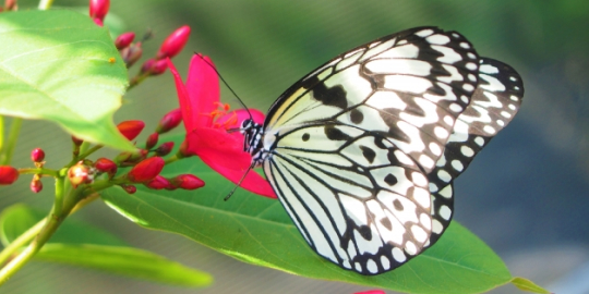 オオゴマダラ（イメージ）