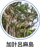 加計呂麻島